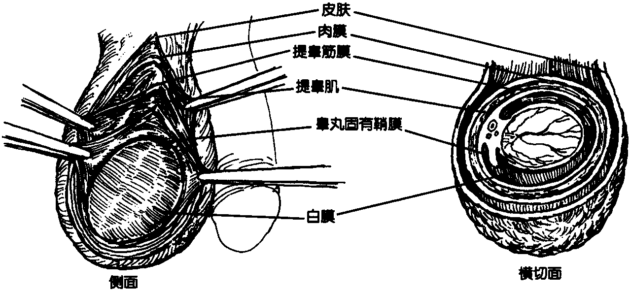 臨床應(yīng)用